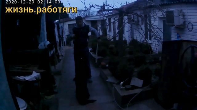 мини дрессировка овчарки смотреть онлайн