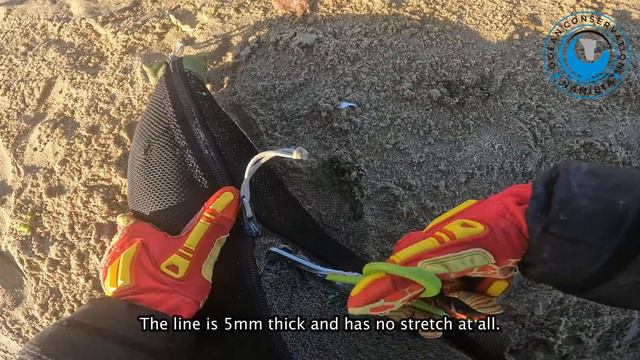 Seal Rescued From Thick Fishing Line