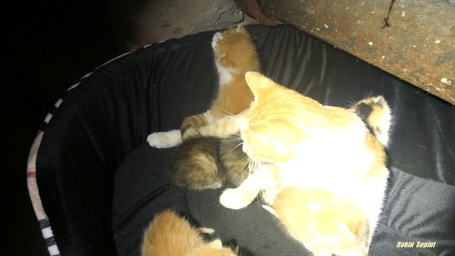 New bed for kittens смотреть онлайн