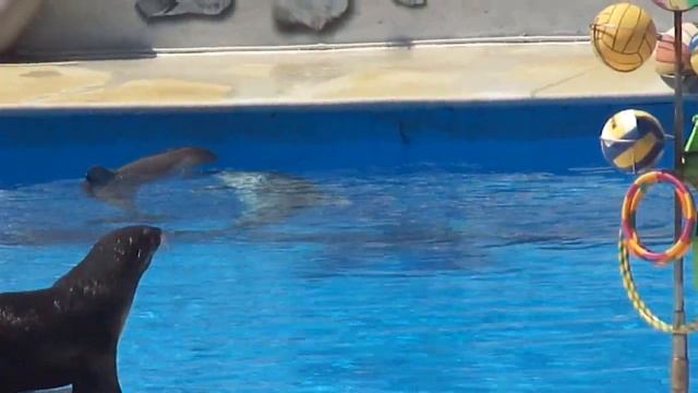 Севастопольский дельфинарий. Веселый марш морских котиков. смотреть онлайн