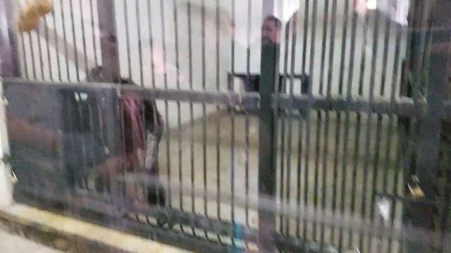 Горилла кинула какашку в человека смотреть онлайн