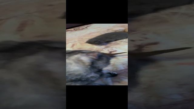 шотландские вислоухие котята смотреть онлайн