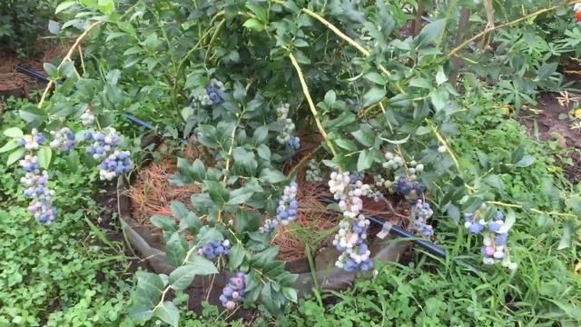 ГОЛУБИКА! Популярный СОРТ БЛЮКРОП ( Bluecrop) ЭТАЛОН голубики!