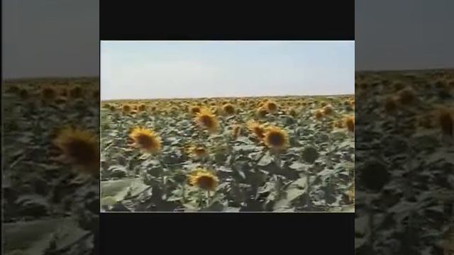 Гимн Новоселицкого района смотреть онлайн