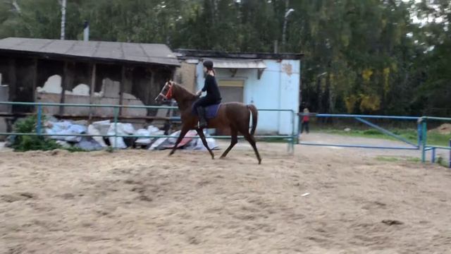 Занятие верховой ездой, аллюр рысь (ШВЕ "Династия"). смотреть онлайн