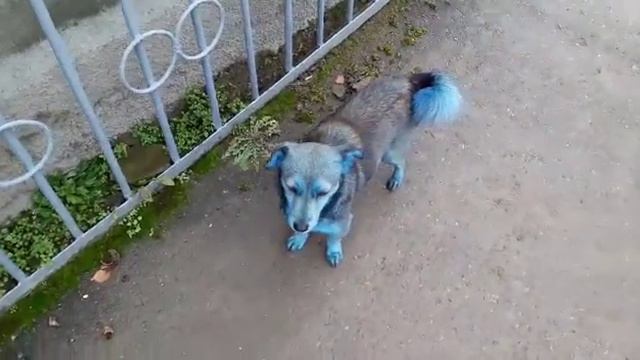 Синий пёс:) смотреть онлайн