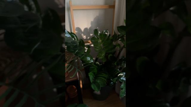 #houseplants #комнатныерастения #комнатныецветы #растения #монстры смотреть онлайн