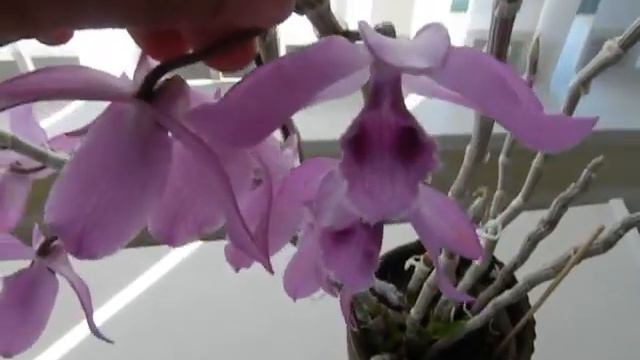 Dendrobium Nestor new plantlet canes.... смотреть онлайн