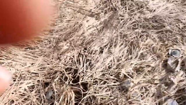 Поиск изоляторов (день 2)isolat hunting продолжается. смотреть онлайн