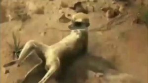 Chevrolet Cobalt за 409 000 руб. Реклама Toyota Camry 2015 Тойота Камри 2,0 литра 6 ст. автомат