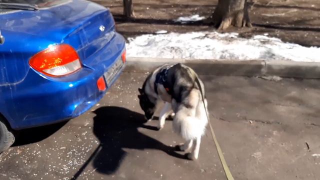 ФанФан снова в Ветеринарной Клинике || Хаски смотреть онлайн