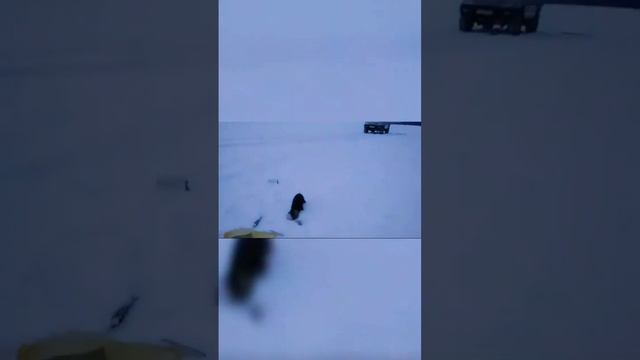 #История #Сибирь #География #Россия #Природа #охота #Рыбак #Улов #рыбалка #Соболь #Животные смотреть онлайн