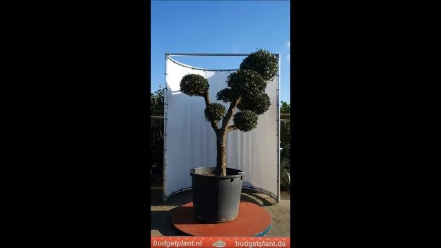olea europaea bonsai 175 200 595euro FH смотреть онлайн