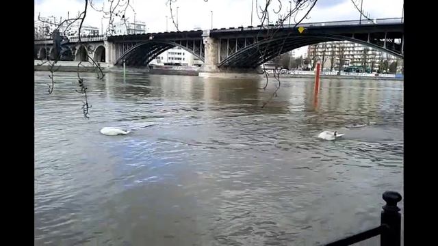 Сена в Париже вышла из берегов смотреть онлайн