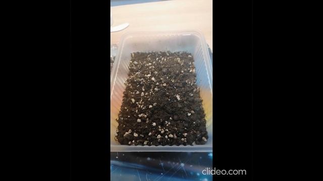 Выращивание седума ложный малиновый от Семена Алтая, альпийская горка из семян. Отрицательный опыт. смотреть онлайн