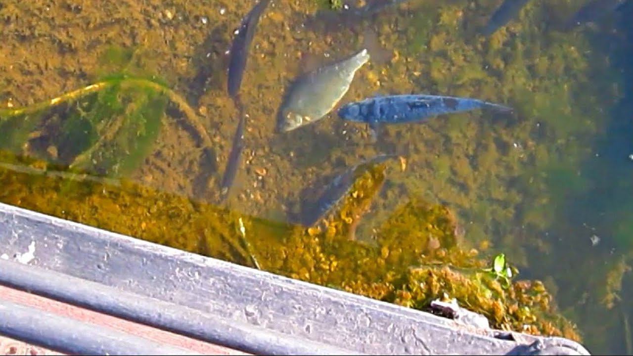 Грустная история про озеро в городском парке отдыха смотреть онлайн