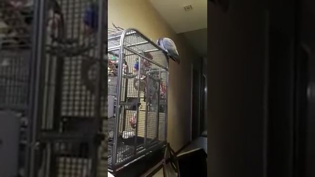 Попугай шепелявчик болтает смотреть онлайн