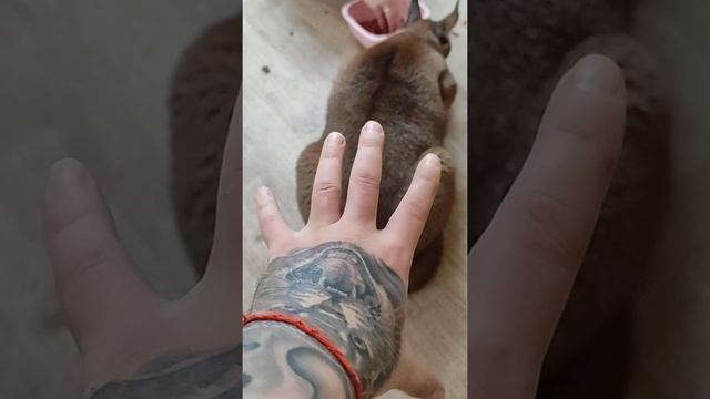 Каракал Шаня , немного поднабрала вес. смотреть онлайн