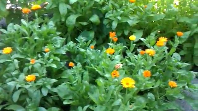 Календула смотреть онлайн