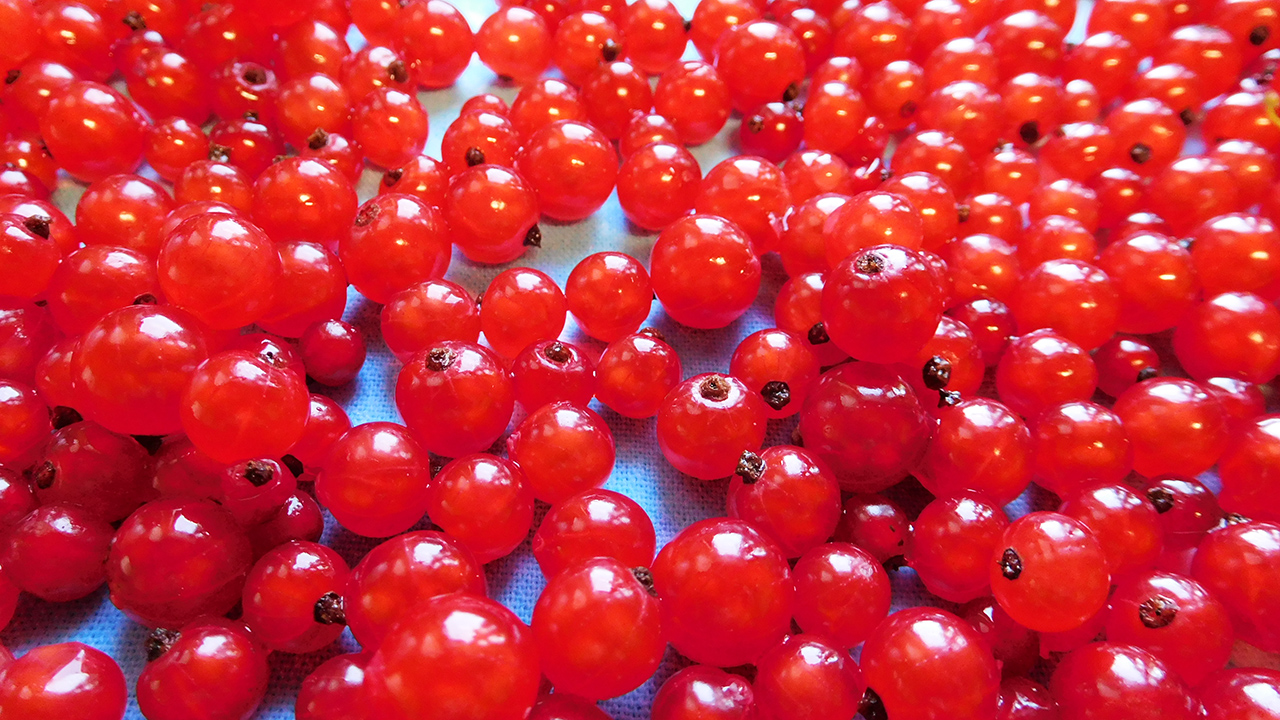 Как заморозить красную смородину смотреть онлайн