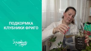 Клубника фриго —  от саженца до ягодки. Первая подкормка после посадки в контейнеры.