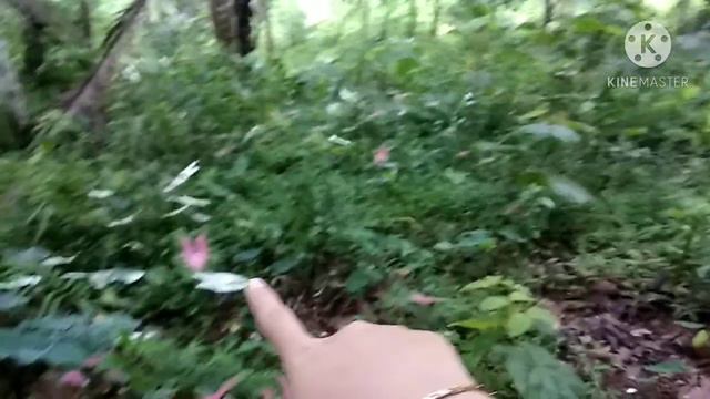 GUDANGNYA TANAMAN HIAS VIRAL KELADI PUTIH CALADIUM WHITE CHRISTMAS смотреть онлайн