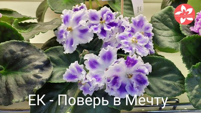 Красивые сортовые фиалки с выставки «Московская Фиалка» с названиями сортов смотреть онлайн