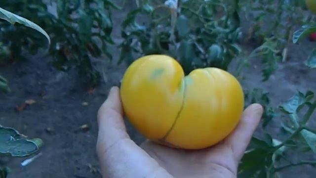 Томат Реликвия Ленни и Грей Кентуки. смотреть онлайн