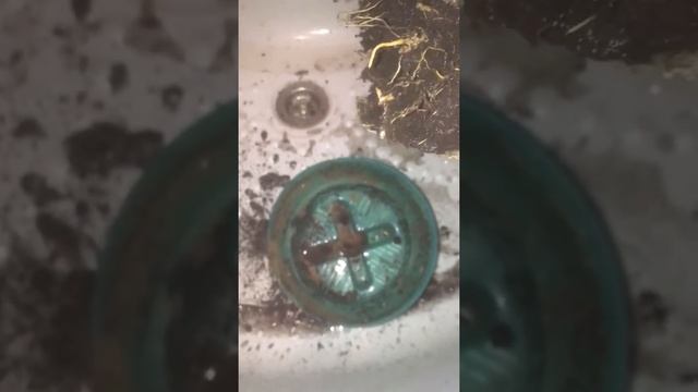 Душ и пересадка Драцены Компакты смотреть онлайн