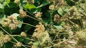 Как получить свои семена свеклы и моркови