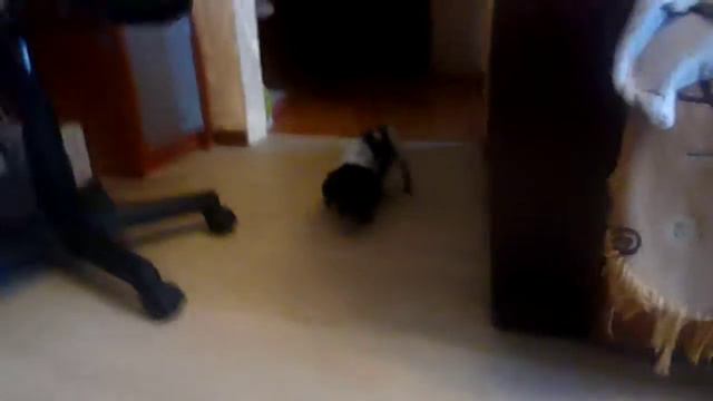 Милая Спаниель по кличке Норма смотреть онлайн