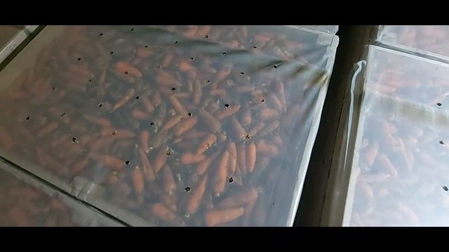 Верхнее укрытие полиэтиленом коробов с морковью. Top cover with polyethylene boxes with carrots. смотреть онлайн
