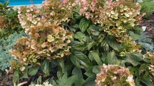 ГОРТЕНЗИЯ БИ ХЭППИ, ОБЗОР КОМПАКТНЫХ СОРТОВ