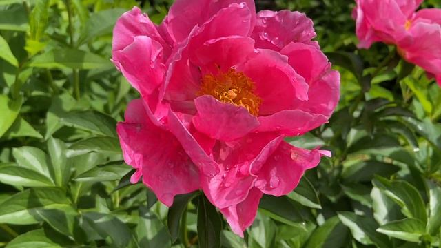 My peony garden ສວນດອກໂບຕັນຂອງຂ້ອຍ 2021 смотреть онлайн