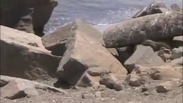 bubonic plague outbreak in morro bay смотреть онлайн