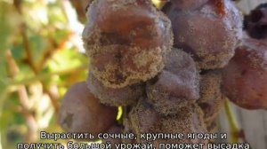 Алыча в Сибири, сорта, выращивание