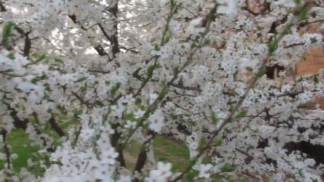 Весеннее цветение абрикосы и вишни - чему нас могут научить . Канал Сеньор Арсений смотреть онлайн
