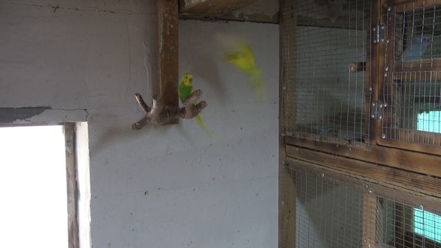 Размножение волнистых попугаев. смотреть онлайн