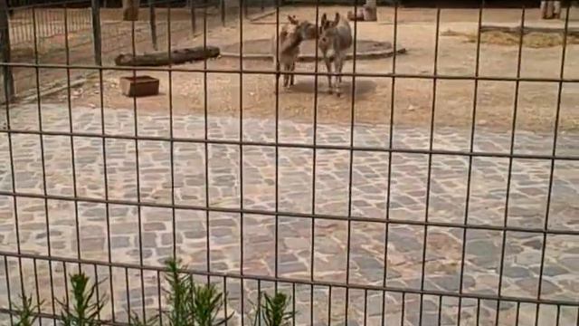 Riga-Berlin-Riga: Video 42 (Берлинский Зоопарк - donkeys / Berlin Zoo - donkeys) смотреть онлайн