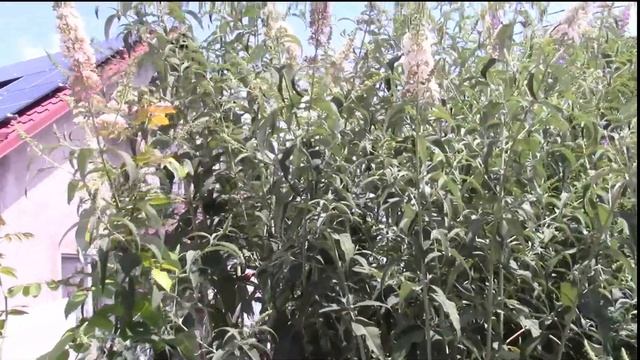 БУДДЛЕЯ.  УЗНАЁМ ИНФОРМАЦИЮ ПРЕЖДЕ ЧЕМ КУПИТЬ!