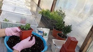 Как и в какой грунт рассадить черенки метельчатой гортензии, чтобы не было выпада?