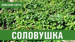 Клубника. Описание сорта Соловушка. Айтжанова Светлана Дмитриевна о сортах земляники.