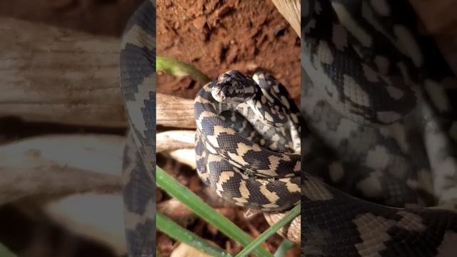 Baby Carpet Python Sweetest смотреть онлайн