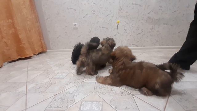 Ши-тцу Питомник Katy OMary смотреть онлайн