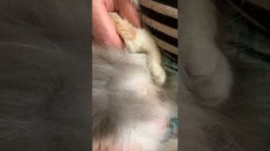 Мастит у кошки. Температура. Что сделали?