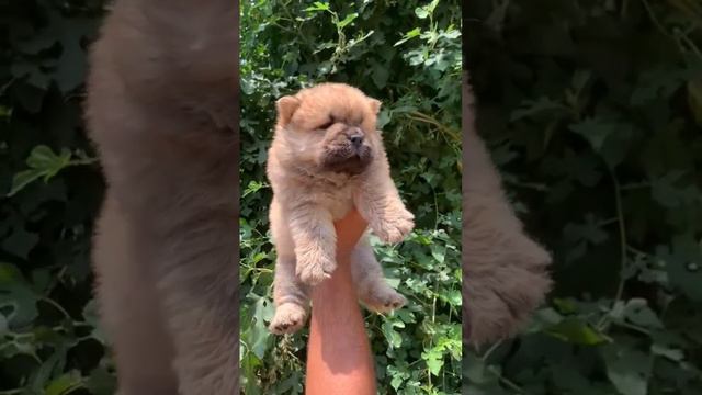 #share #dog #sweetpuppy #cutepuppy #video #puppy #chowchow #shortvideos #viral #youtube #like #dogs смотреть онлайн