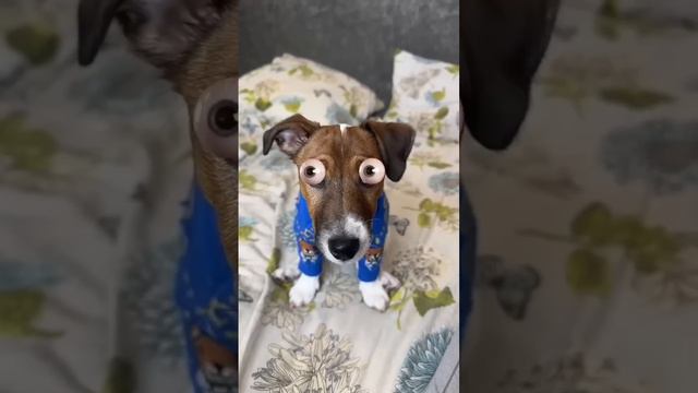 Обзор на МАСКИ с моей собакой 🐶 смотреть онлайн