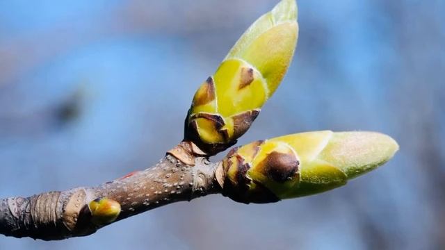 Биология 6 класс ( Пасечник ) параграф 41 « Побег и почки» аудио