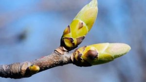 Биология 6 класс ( Пасечник ) параграф 41 « Побег и почки» аудио