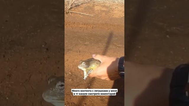 Жаба #животные смотреть онлайн